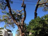 Treemendous Tree Care image 3